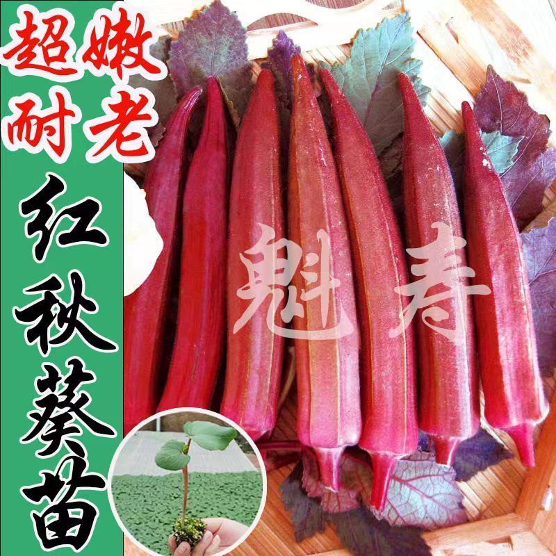 超级嫩奶油红秋葵秧苗山东