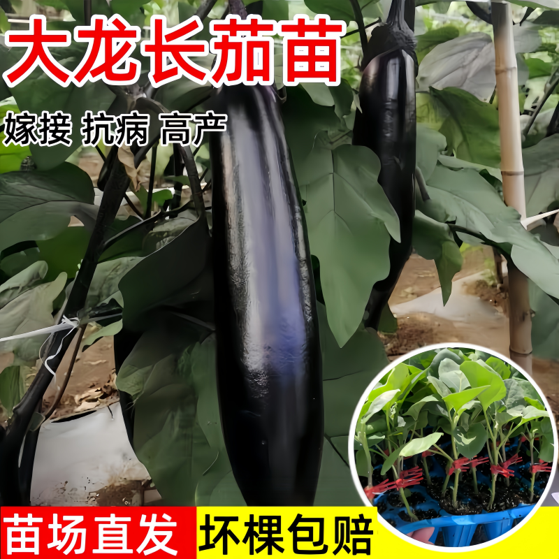 改良大龙长茄子种籽秧苗高