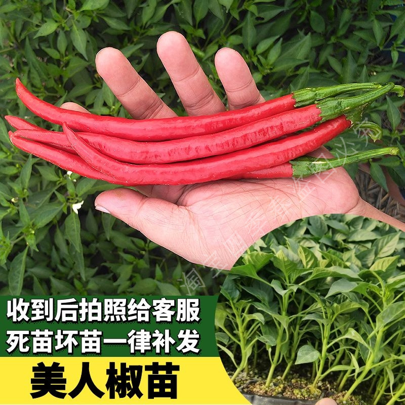 美人椒苗秧子种二荆条红丰