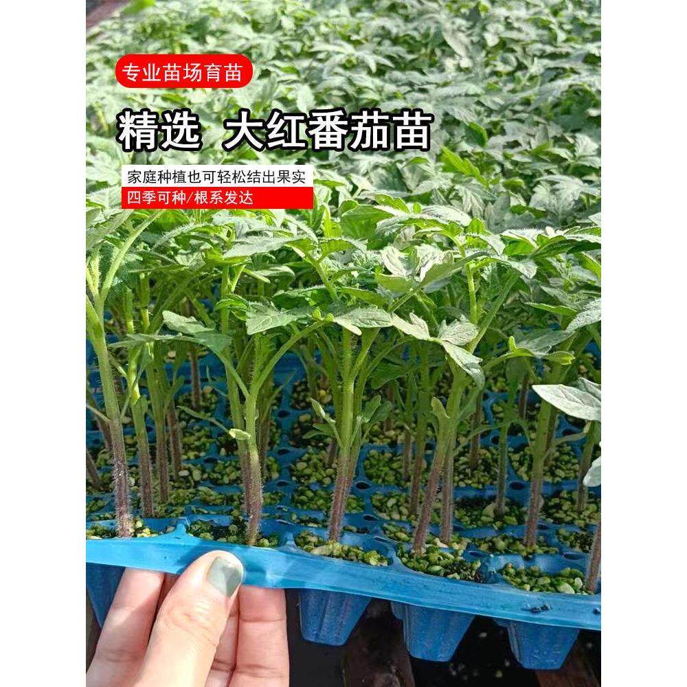 硬果大红番茄种苗沙瓤西红柿苗毛粉柿子幼苗嫁接树苗四季盆栽蔬菜