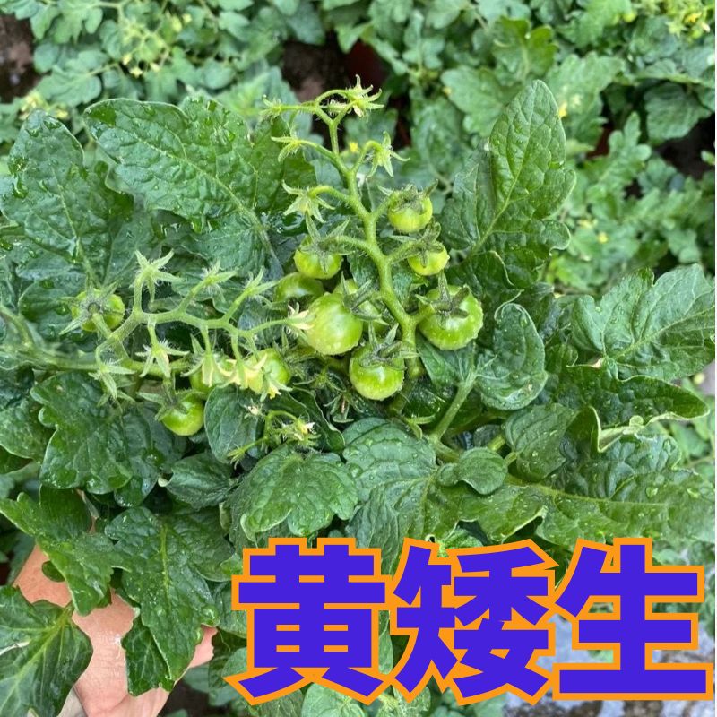 黄矮生秧苗正宗小黄番茄苗子图片