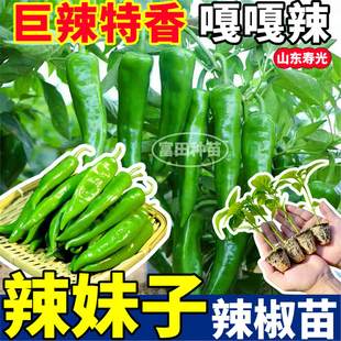 嘎嘎辣辣妹子辣椒苗秧特香压塌架四季阳台盆栽七彩樟树港辣椒种子