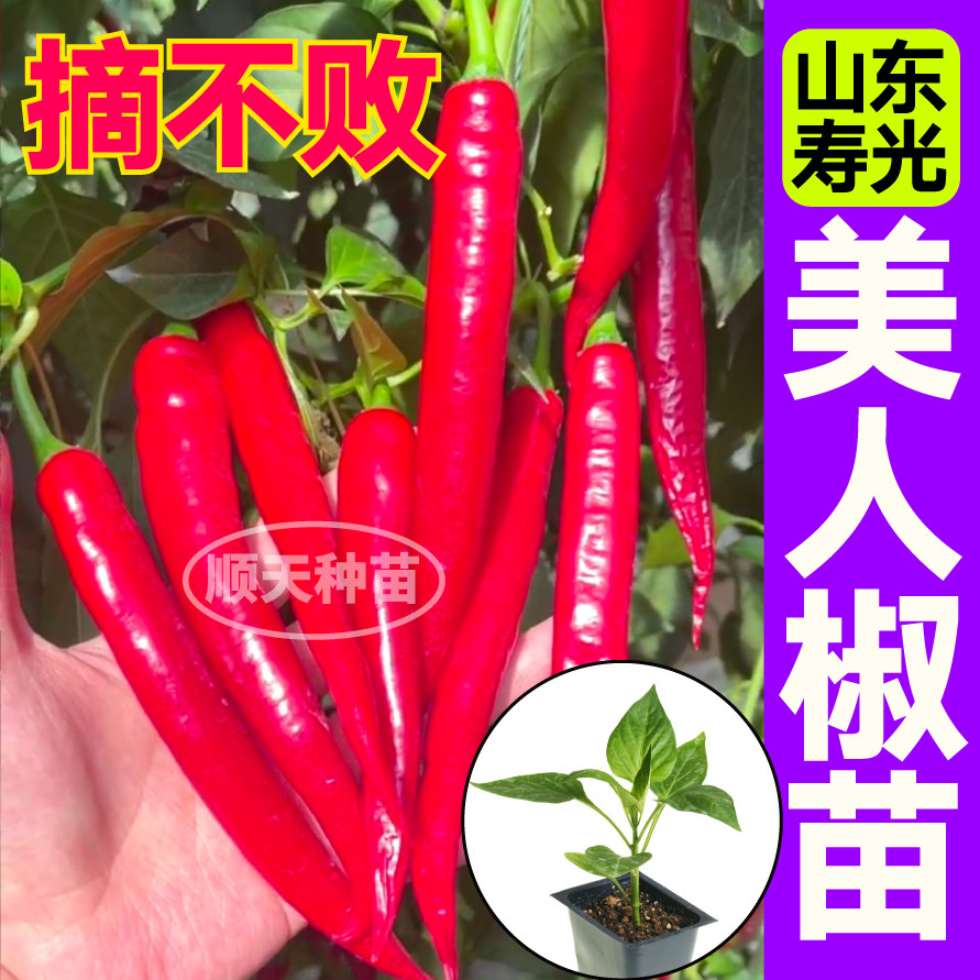 山东寿光摘不败美人椒秧苗