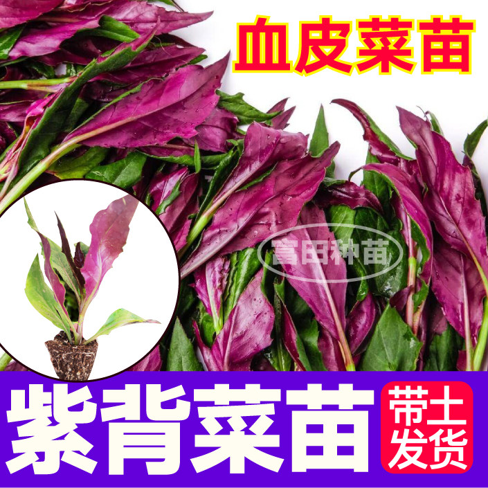 寿光紫背天葵苗秧补铁然野