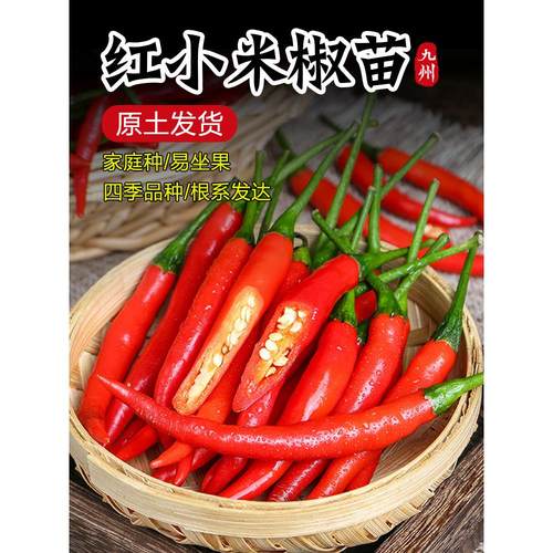 超辣小米椒苗秧子香朝天幼