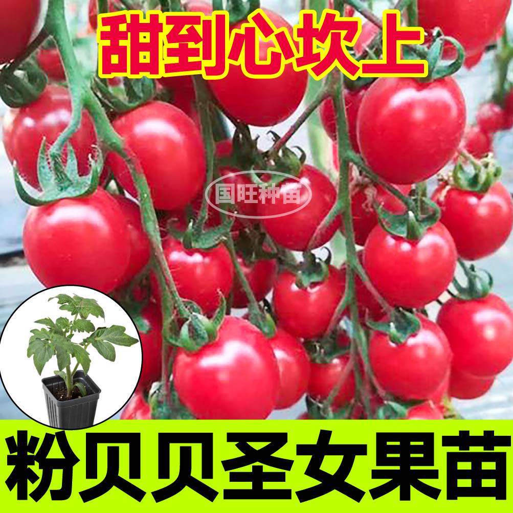 串收粉贝圣女果苗秧带土球