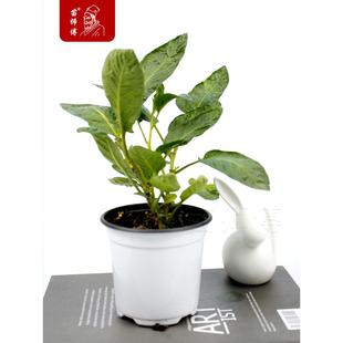 人参果树苗人参树果苗人生果苗小苗种子四季盆栽观赏带土苗孑秧苗