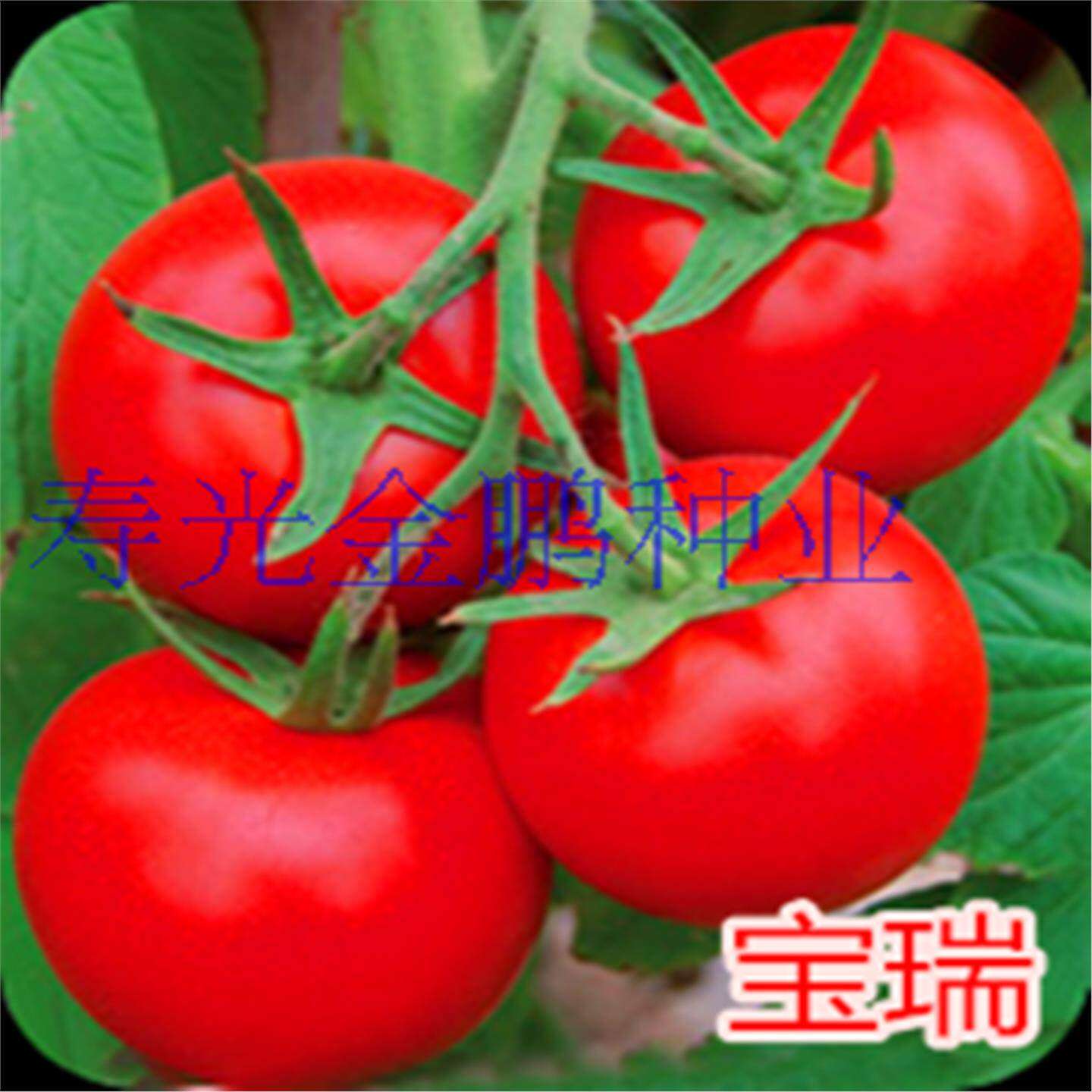 西红柿种子耐热番茄籽大苗