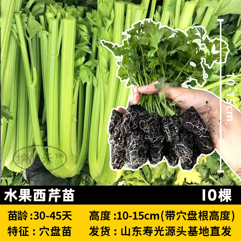 四季水果西芹菜苗秧大培老