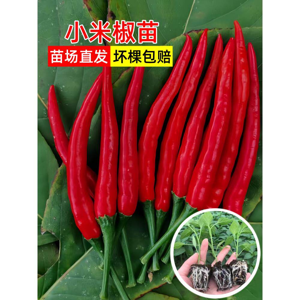 小米辣椒苗秧带土球朝天种
