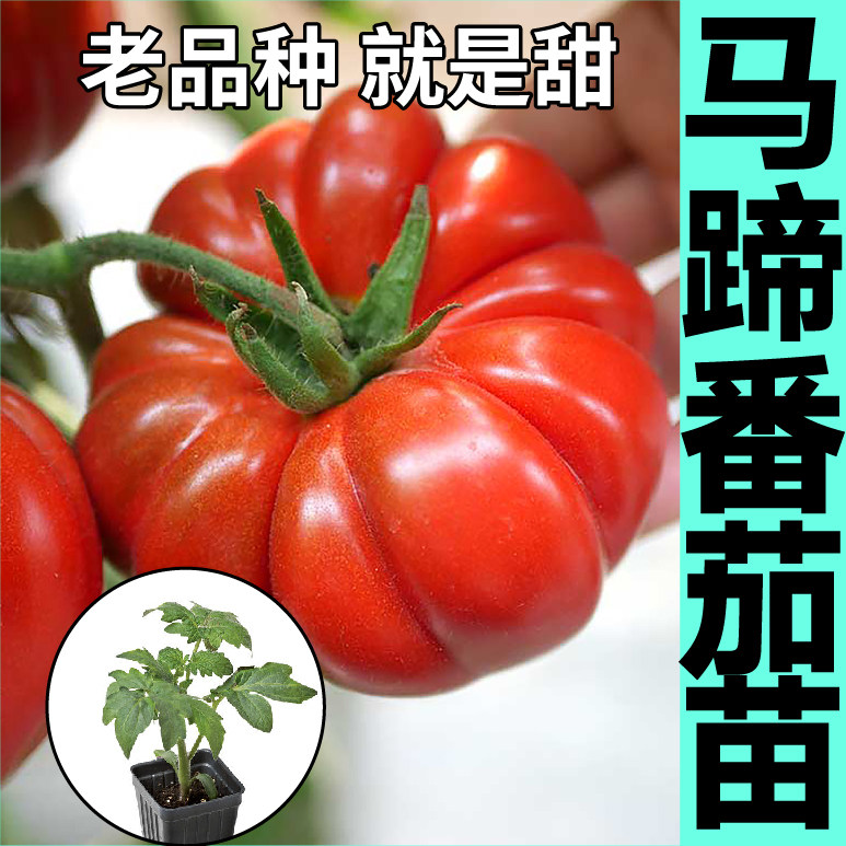 红马蹄番茄苗秧带土球沙瓤