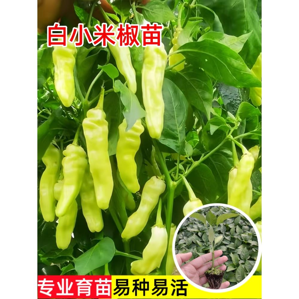 白小米辣椒苗秧特泡朝天野