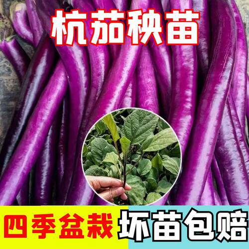 四季蔬菜苗正宗杭茄苗子高产苗