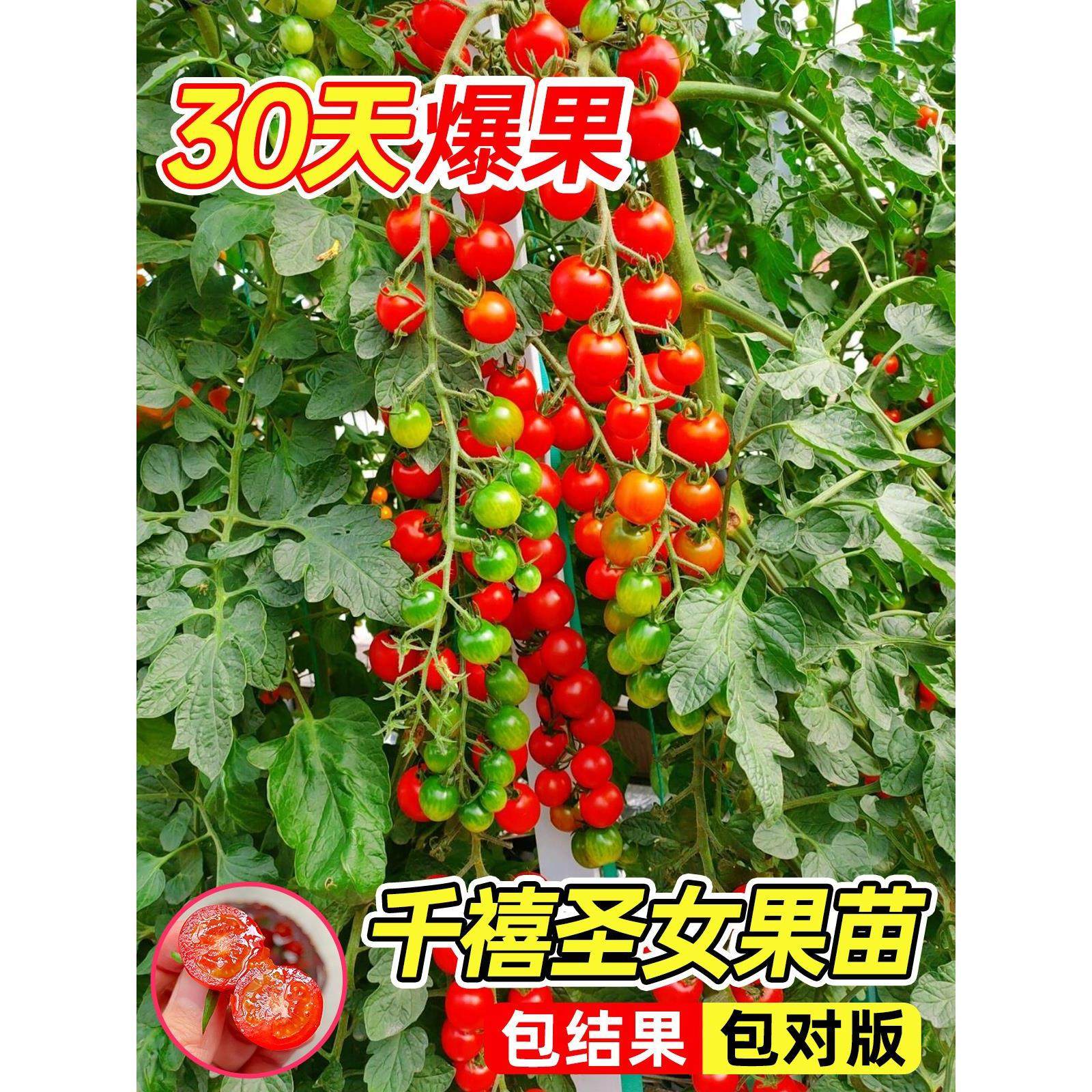 千禧圣女果苗秧盆栽瀑布小