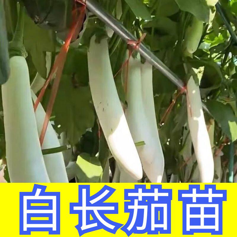 白长茄秧苗四季四季高产白长茄苗