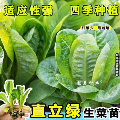 速生直立菜苗秧罗马绿麦香