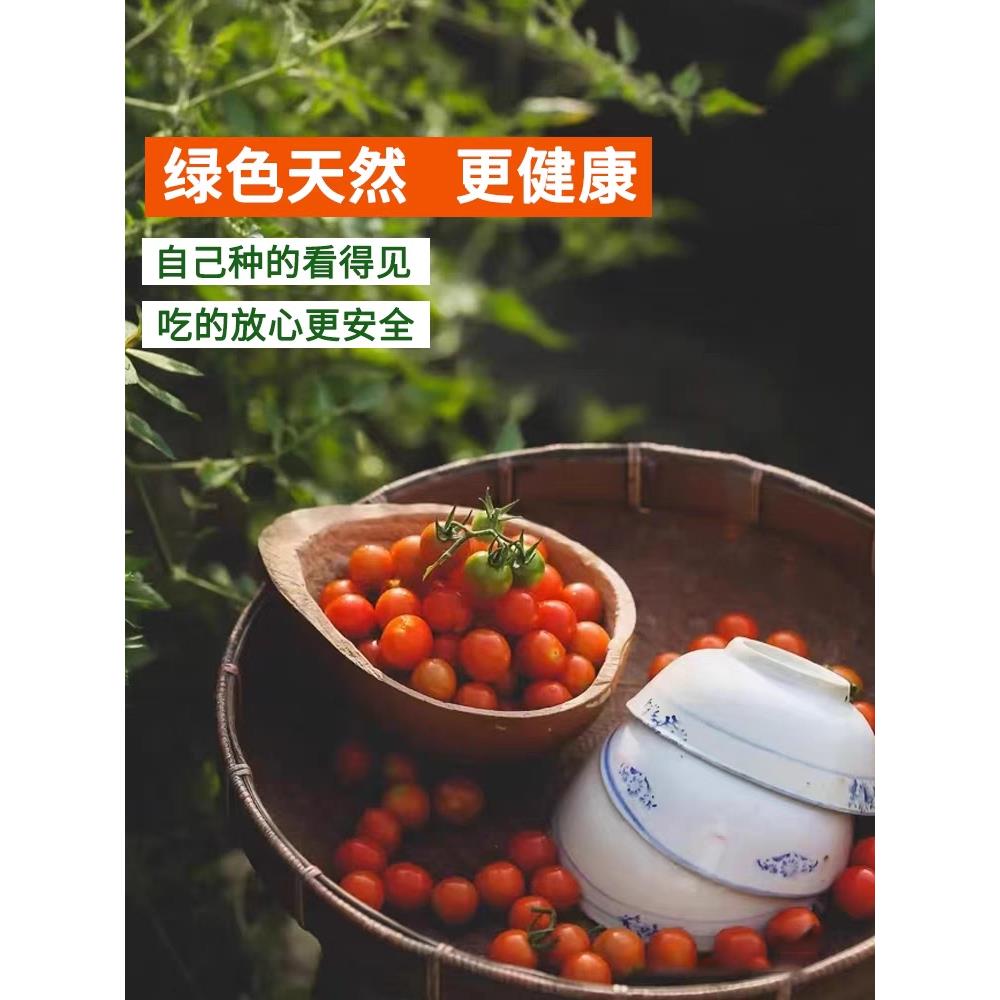 圣女果苗千禧盆栽小番茄西
