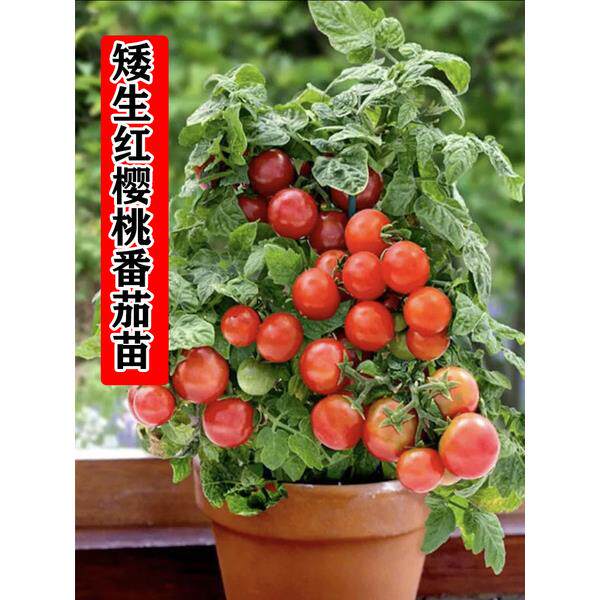 盆栽矮生番茄苗樱桃小秧四