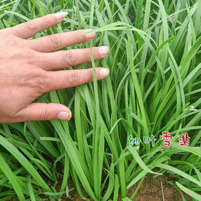 宽叶韭菜根红四季种子籽苗