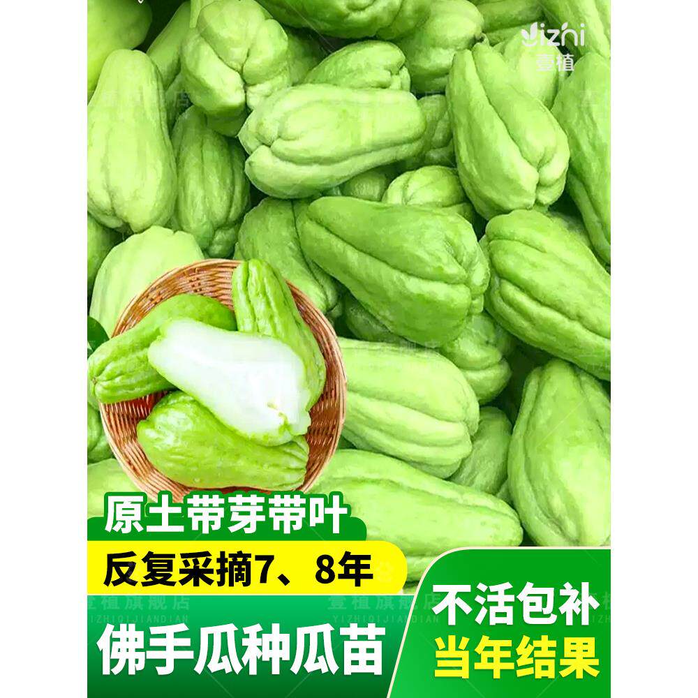 佛手瓜苗秧种带芽子籽孑发