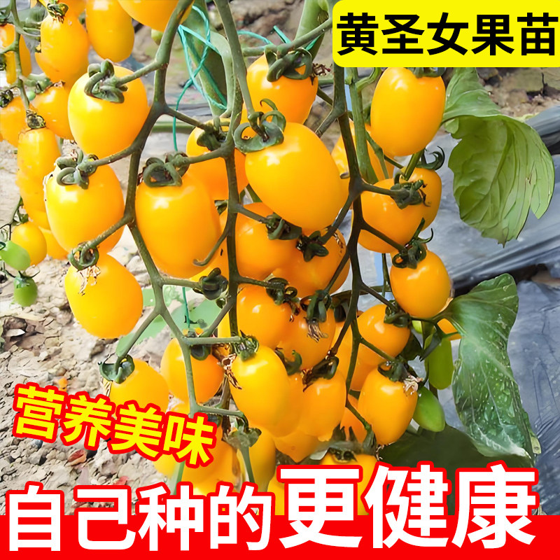 黄妃千禧圣女果秧苗阳台种