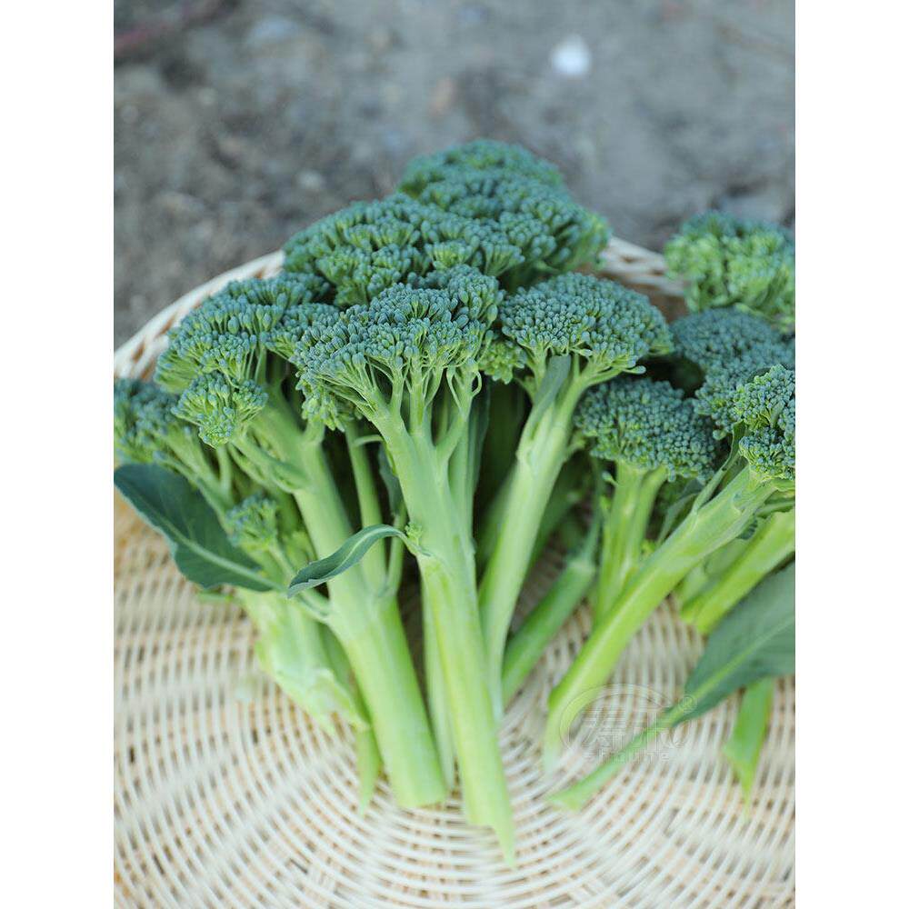 西兰苔种子籽孑苗秧花芥蓝