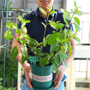 明月草苗盆栽白背菜草神仙草蔬菜种植食用白子菜植物金鸡毛草