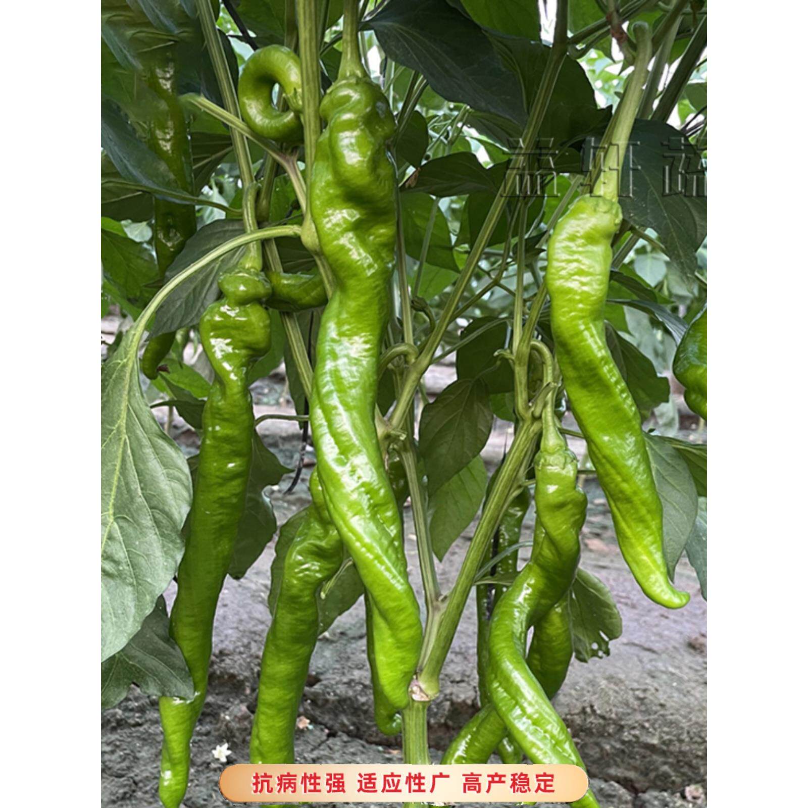 蔬菜苗秧辣椒番茄子黄瓜四