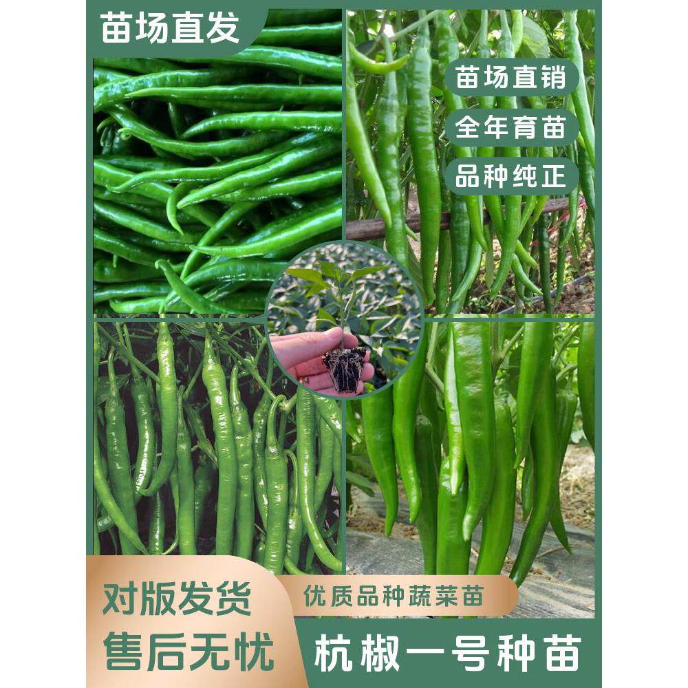 【杭椒一号苗】香辣高产抗