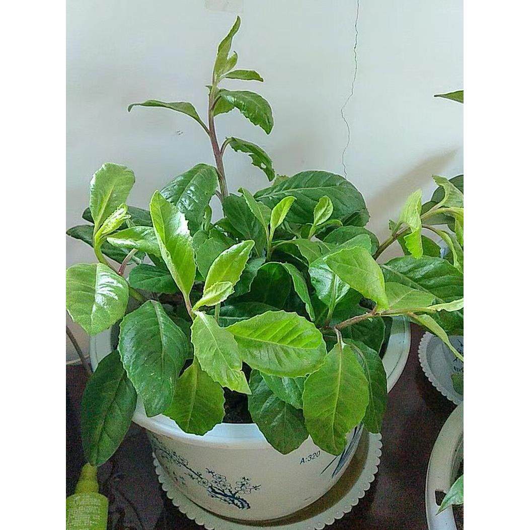明月草苗盆栽白背三七菜子