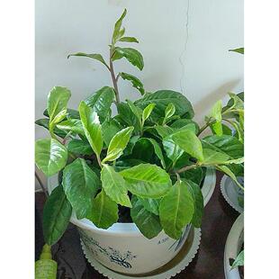 明月草苗盆栽白背三七菜白子菜富贵菜金鸡毛草