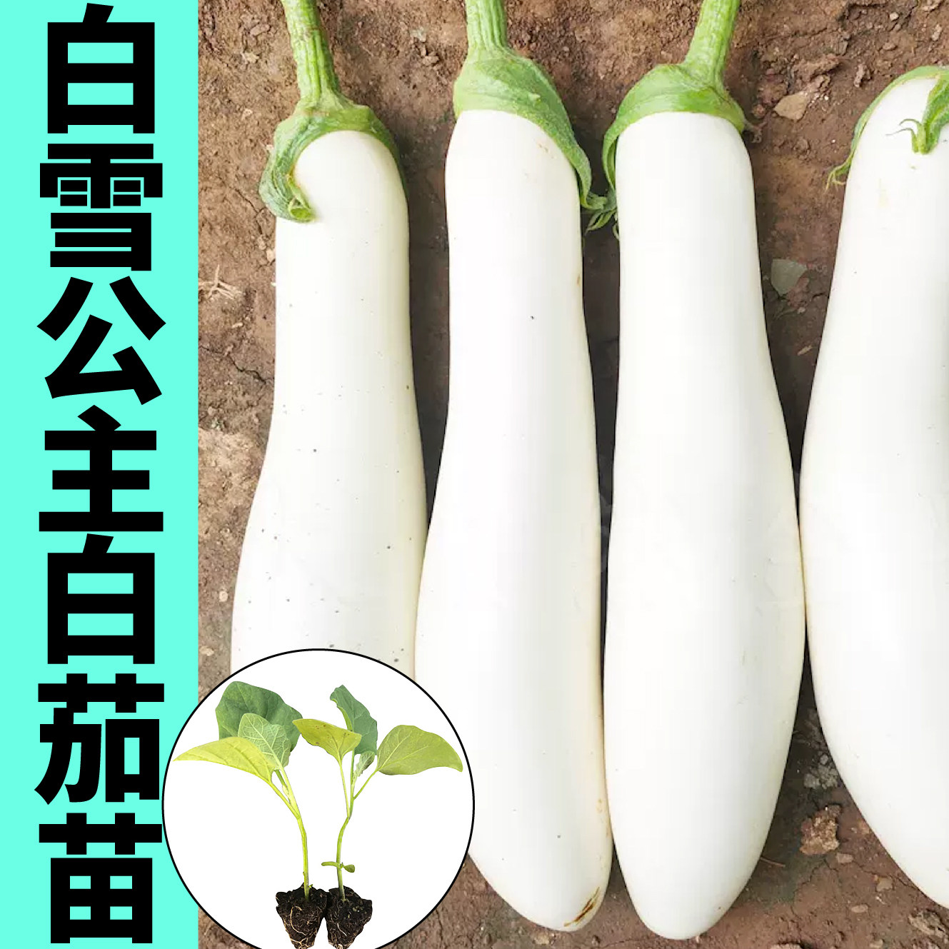 香糯好吃白雪公主茄子苗秧