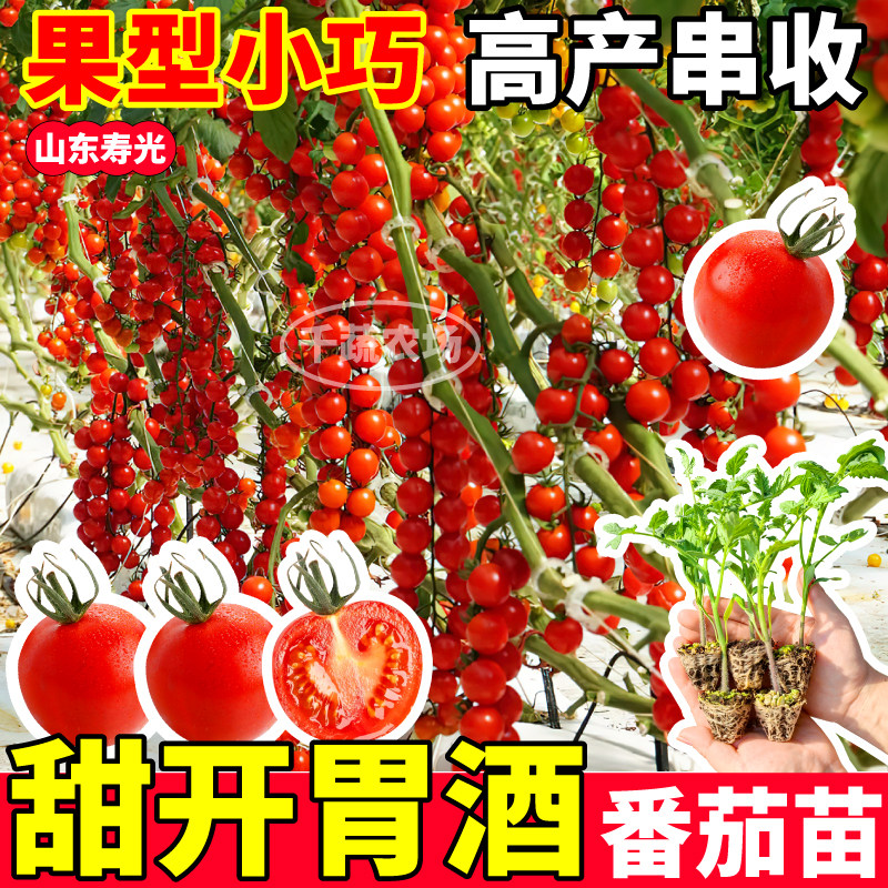 甜开胃酒番茄苗秧超樱桃圣