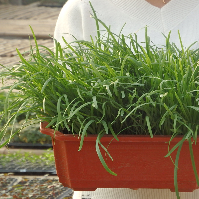 韭菜种子小细叶农家根盆栽
