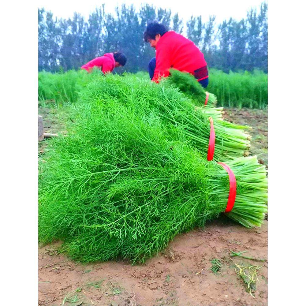 割茬小茴香苗种子阳台籽孑