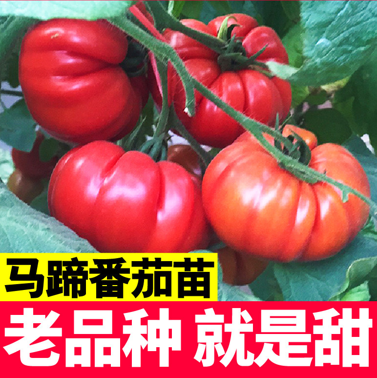 老品种马蹄番茄苗秧丑柿子