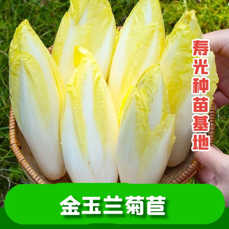 金玉兰菜根四季菊苣菜种子