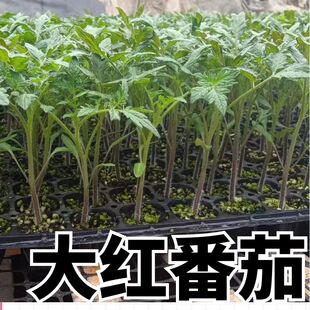 大紅番茄種苗超甜超大紅果大西紅柿苗子高溫蔬菜瓜果苗子