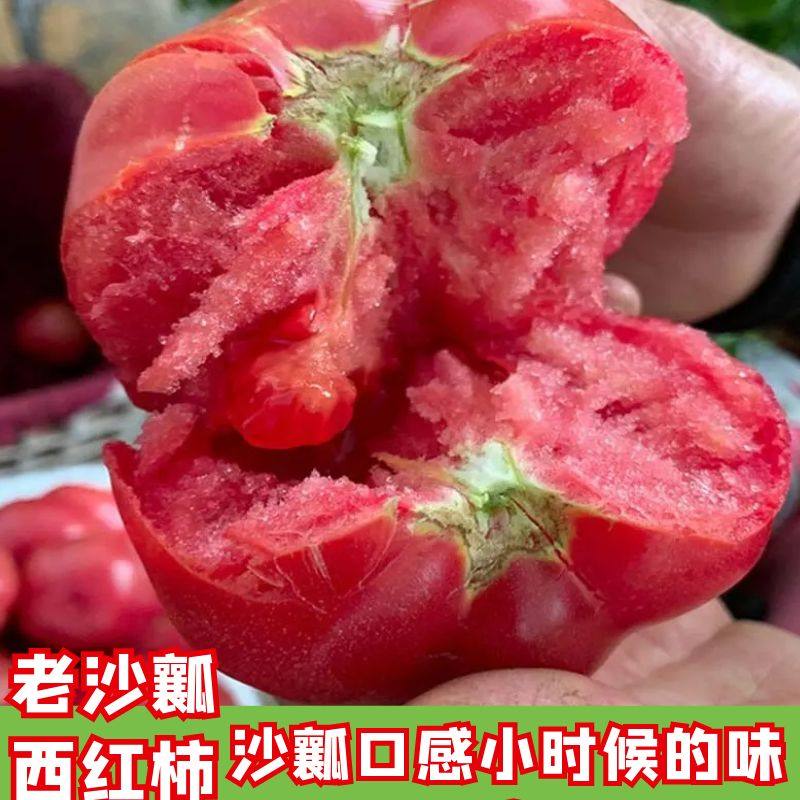 老品种番茄苗秧沙瓤西红柿