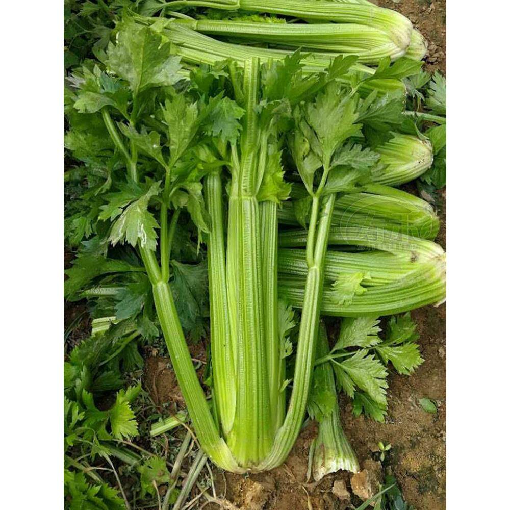 美国西芹种子籽菜苗莱蔬孑