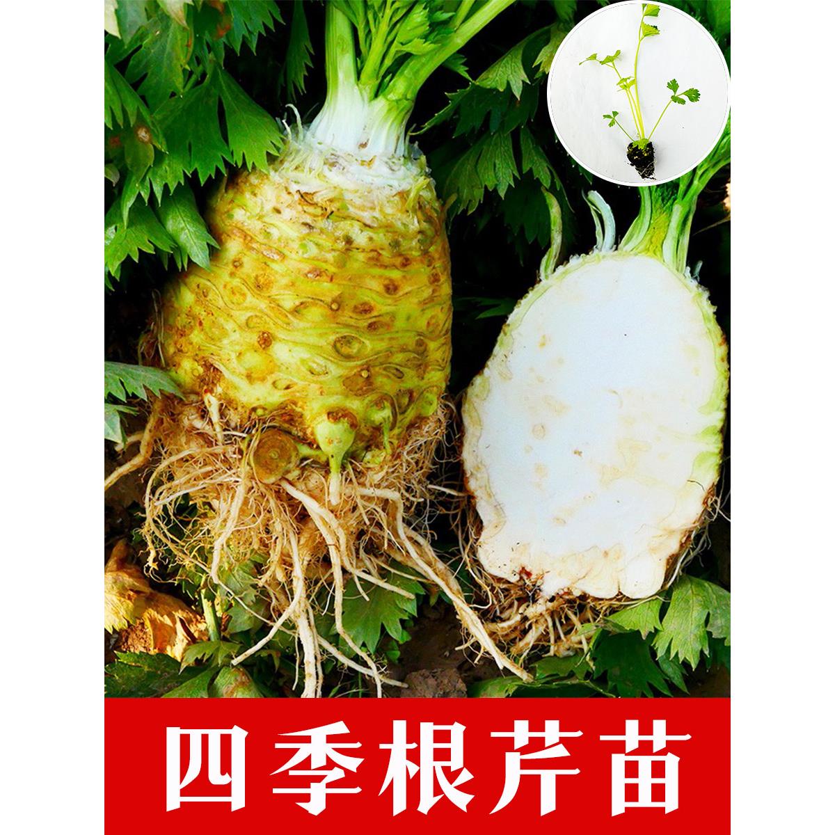 寿光根芹秧苗种子耐寒高产