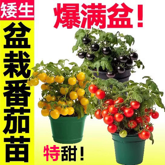 矮生红黄黑樱桃小番茄秧苗