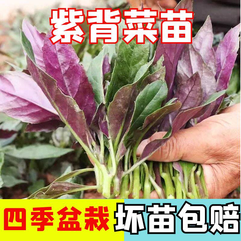 紫背菜秧苗苗子观音菜苗补血菜