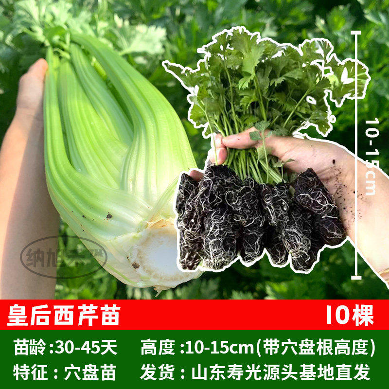 皇后西芹苗菜种子盆栽寿光