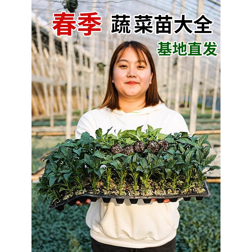 小番茄苗西红柿辣椒幼蔬菜