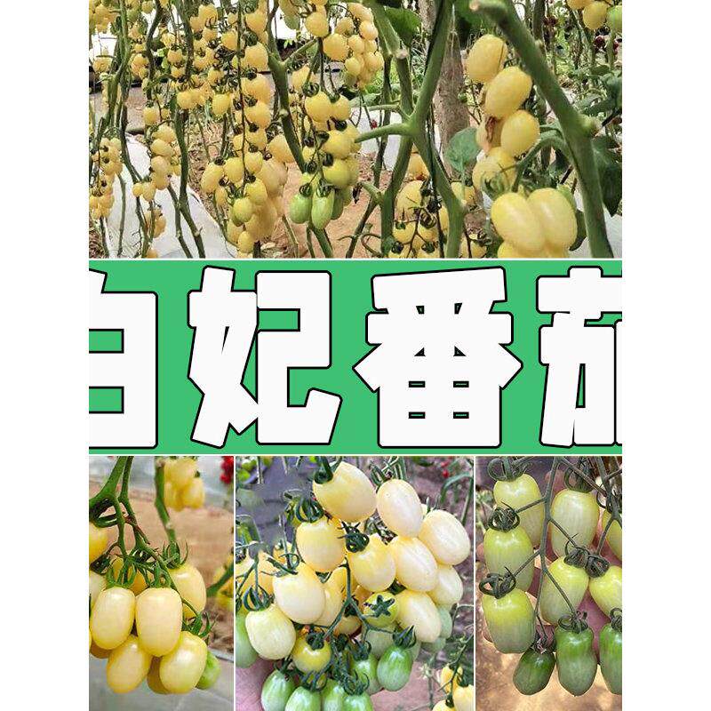 老品种白色妃小樱桃番茄苗