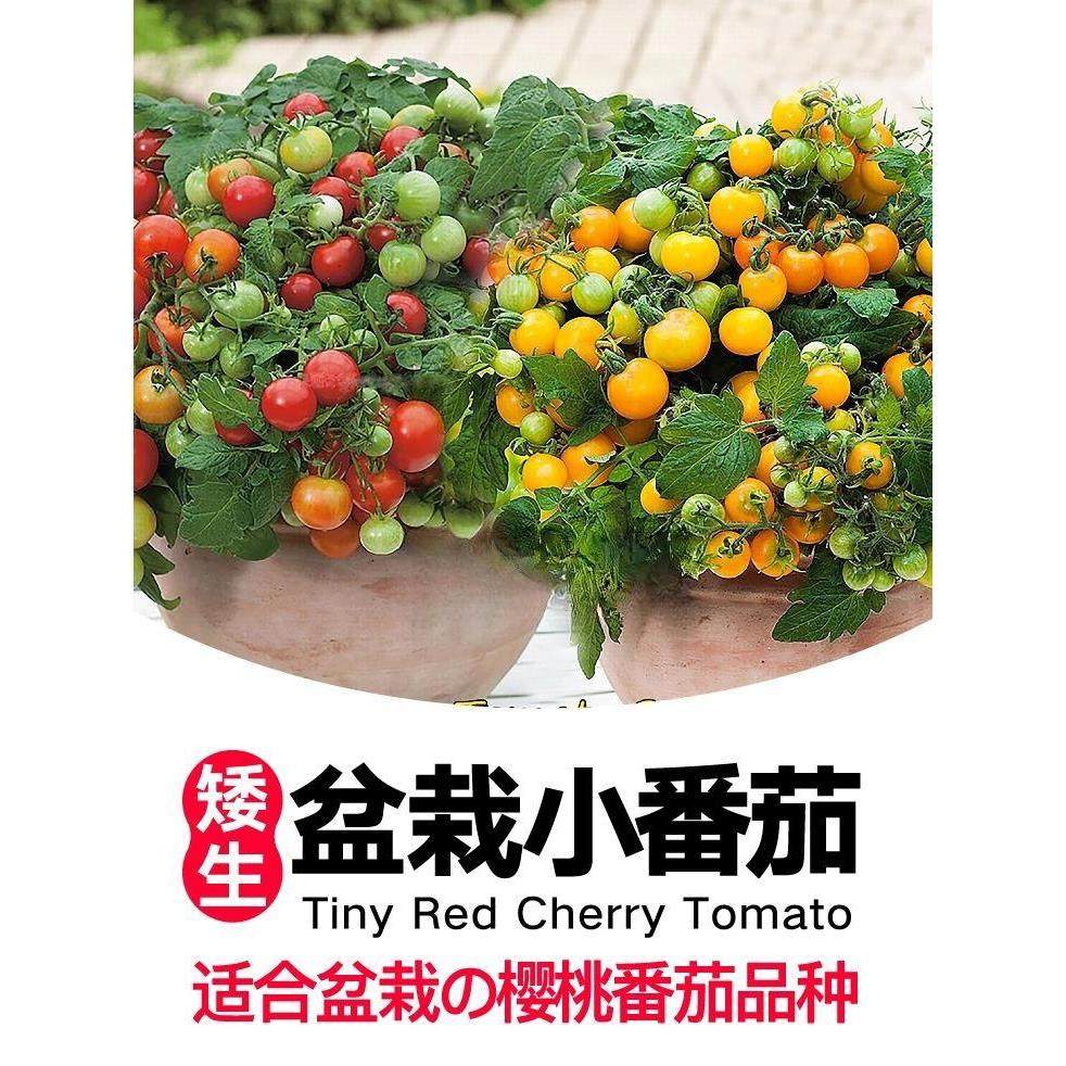 盆栽矮生番茄小西红柿千