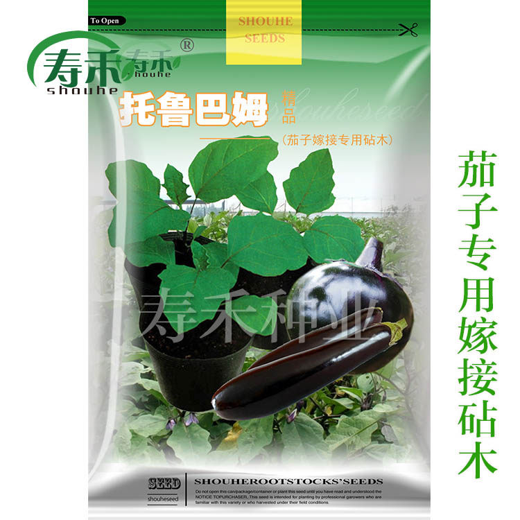 日本茄子砧木改良拖母长