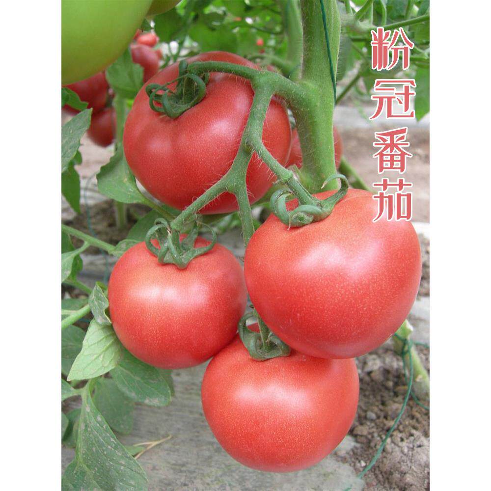 粉冠大番茄种籽孑圣女果秧