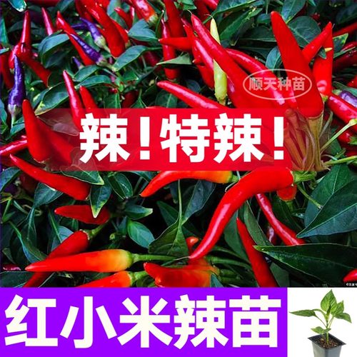 摘不败特辣红小米苗秧高产